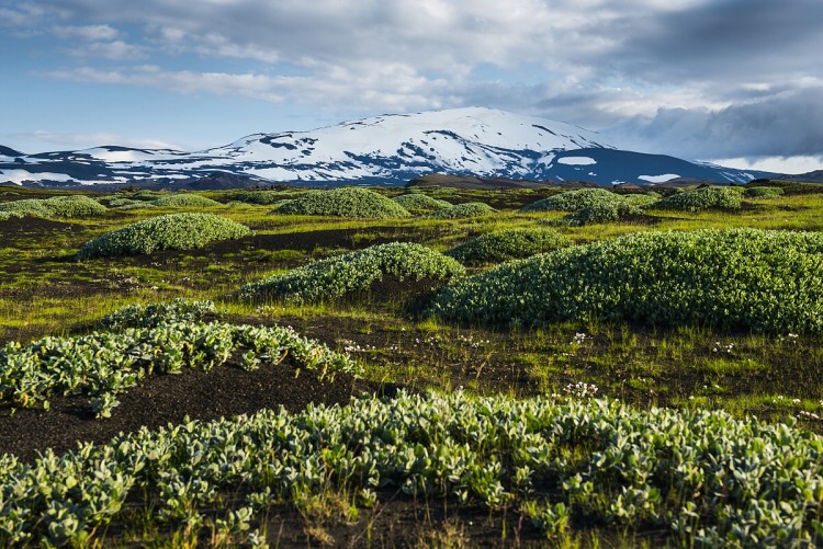 Hekla