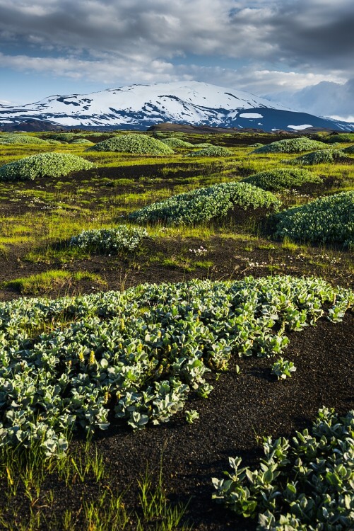 Hekla