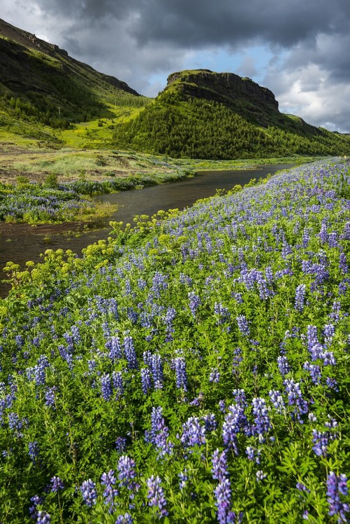 Islandská krajina