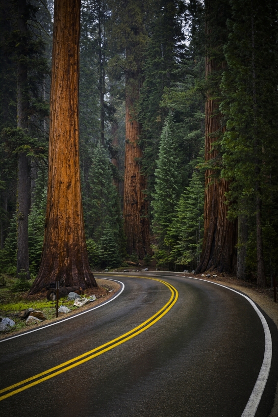 Sequoia National Park