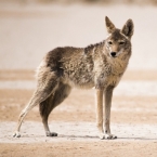 Kojot prérijní